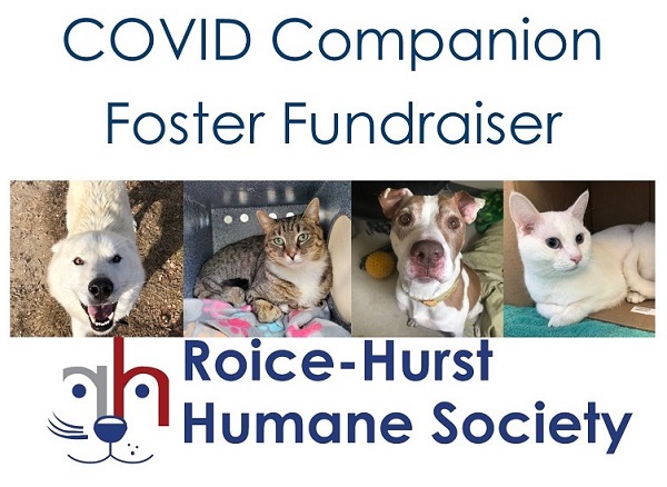 COVID Companion Foster Fundraiser